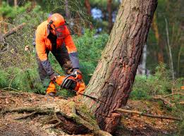 How Our Tree Care Process Works  in  Miamisburg, OH