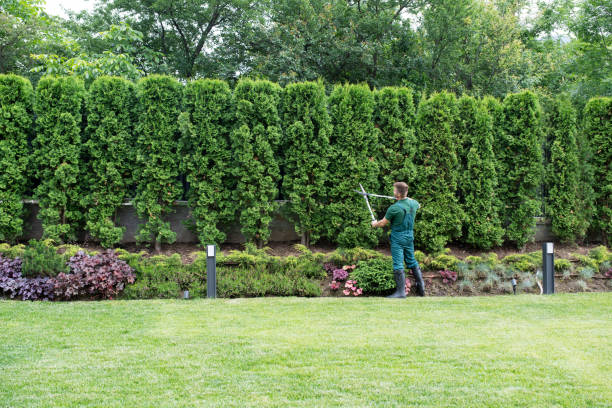 Professional Tree Services in Miamisburg, OH